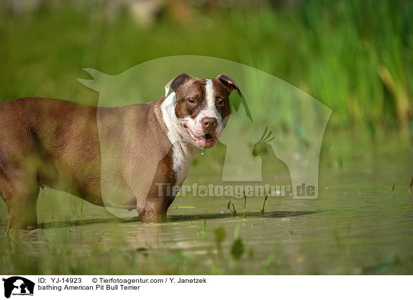 bathing American Pit Bull Terrier / YJ-14923