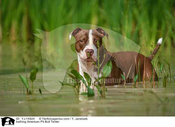 badender American Pit Bull Terrier / bathing American Pit Bull Terrier / YJ-14924