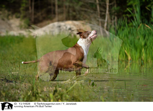 running American Pit Bull Terrier / YJ-14926