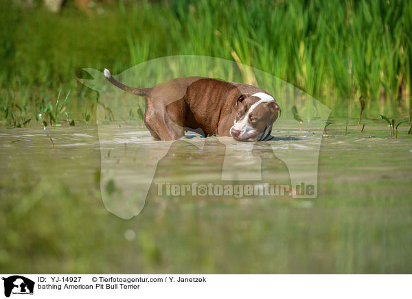 bathing American Pit Bull Terrier / YJ-14927