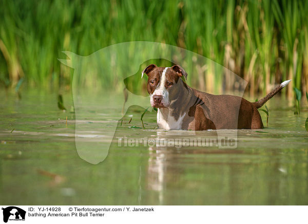 bathing American Pit Bull Terrier / YJ-14928