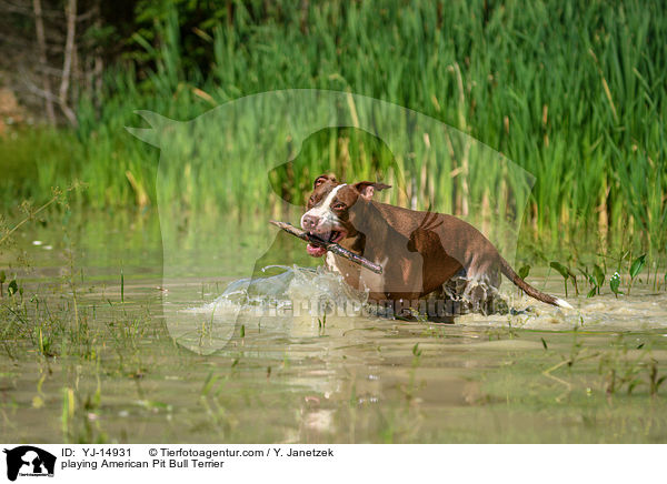 spielender American Pit Bull Terrier / playing American Pit Bull Terrier / YJ-14931