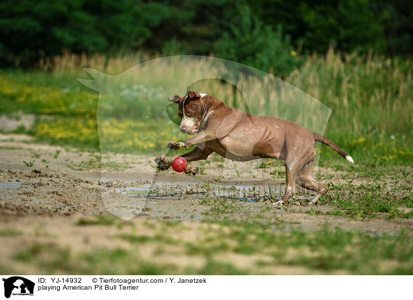 spielender American Pit Bull Terrier / playing American Pit Bull Terrier / YJ-14932
