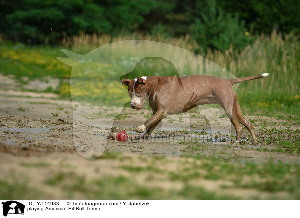 playing American Pit Bull Terrier / YJ-14933