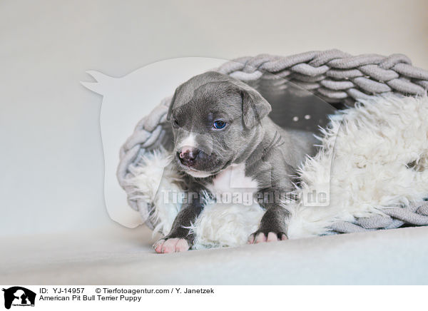 American Pit Bull Terrier Puppy / YJ-14957