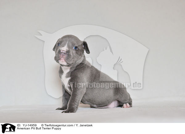 American Pit Bull Terrier Puppy / YJ-14959