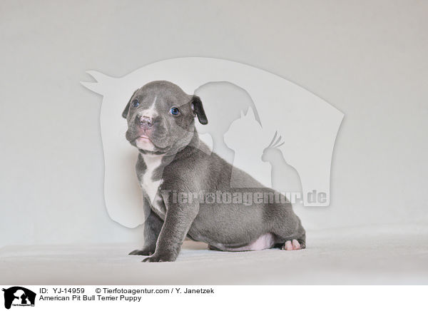 American Pit Bull Terrier Welpe / American Pit Bull Terrier Puppy / YJ-14959