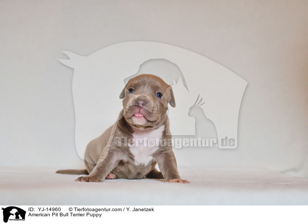American Pit Bull Terrier Welpe / American Pit Bull Terrier Puppy / YJ-14960