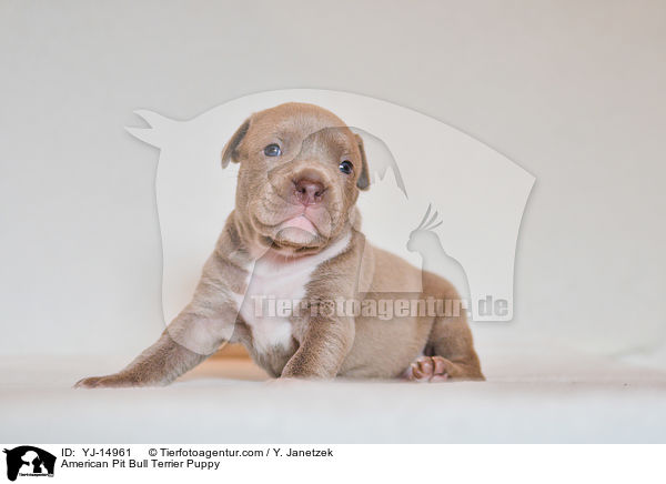 American Pit Bull Terrier Welpe / American Pit Bull Terrier Puppy / YJ-14961