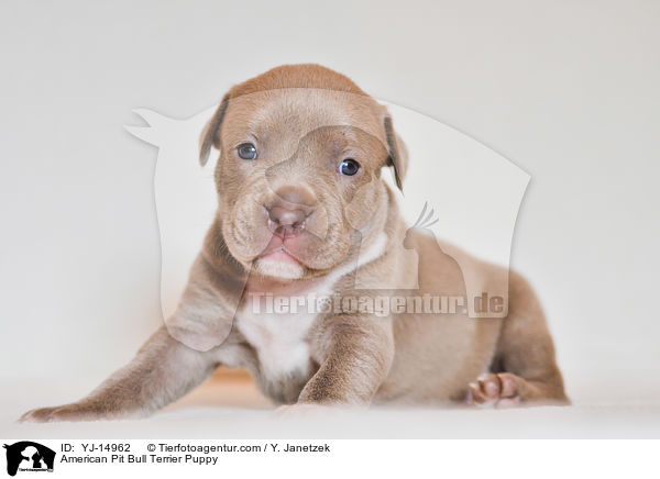 American Pit Bull Terrier Welpe / American Pit Bull Terrier Puppy / YJ-14962
