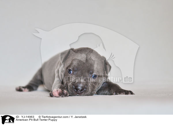 American Pit Bull Terrier Welpe / American Pit Bull Terrier Puppy / YJ-14963