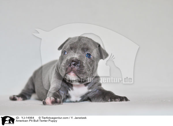 American Pit Bull Terrier Puppy / YJ-14964