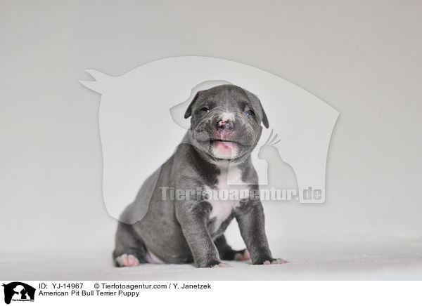 American Pit Bull Terrier Welpe / American Pit Bull Terrier Puppy / YJ-14967