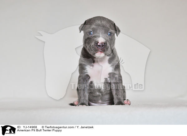 American Pit Bull Terrier Welpe / American Pit Bull Terrier Puppy / YJ-14968