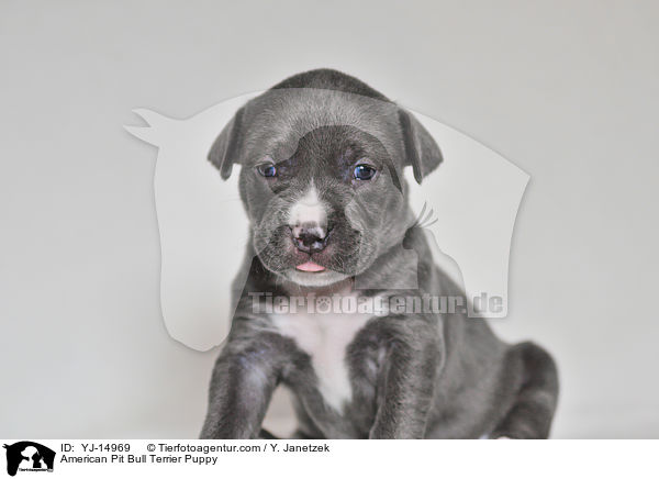 American Pit Bull Terrier Puppy / YJ-14969