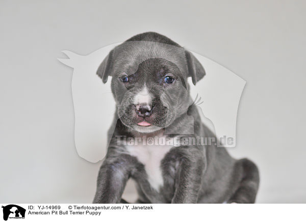American Pit Bull Terrier Welpe / American Pit Bull Terrier Puppy / YJ-14969