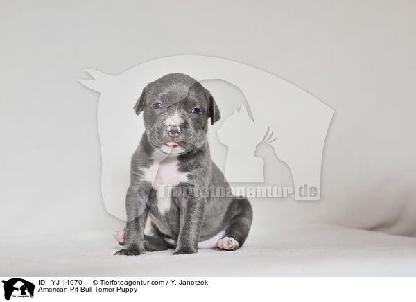 American Pit Bull Terrier Welpe / American Pit Bull Terrier Puppy / YJ-14970