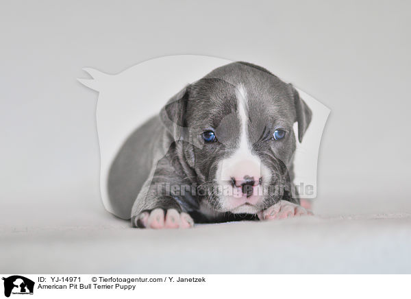 American Pit Bull Terrier Welpe / American Pit Bull Terrier Puppy / YJ-14971