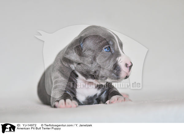 American Pit Bull Terrier Welpe / American Pit Bull Terrier Puppy / YJ-14972