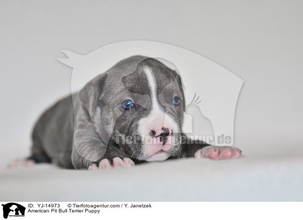 American Pit Bull Terrier Welpe / American Pit Bull Terrier Puppy / YJ-14973