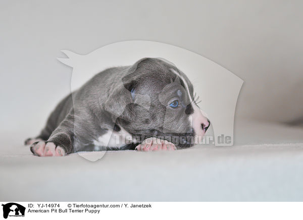 American Pit Bull Terrier Welpe / American Pit Bull Terrier Puppy / YJ-14974