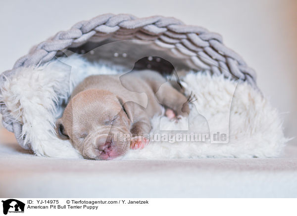 American Pit Bull Terrier Puppy / YJ-14975