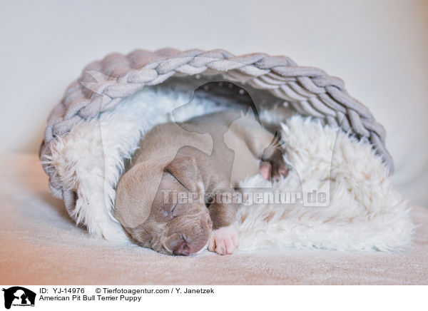 American Pit Bull Terrier Welpe / American Pit Bull Terrier Puppy / YJ-14976