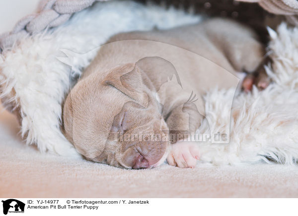 American Pit Bull Terrier Welpe / American Pit Bull Terrier Puppy / YJ-14977