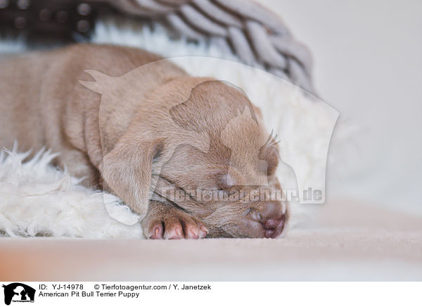 American Pit Bull Terrier Welpe / American Pit Bull Terrier Puppy / YJ-14978