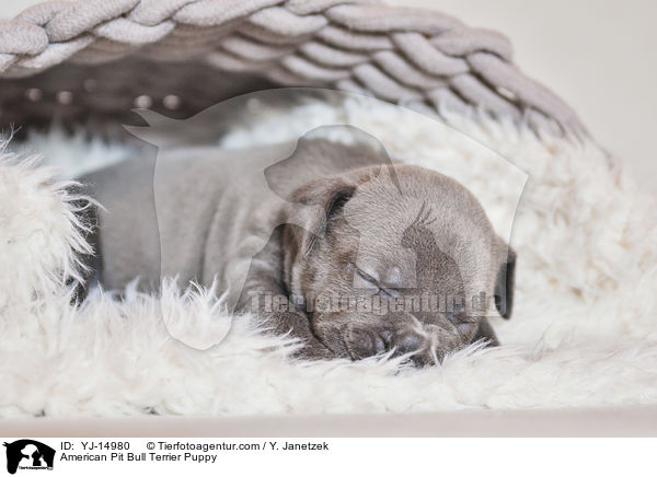 American Pit Bull Terrier Welpe / American Pit Bull Terrier Puppy / YJ-14980