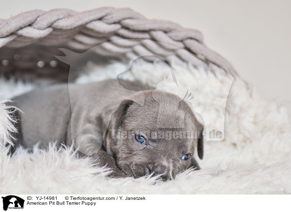 American Pit Bull Terrier Puppy / YJ-14981