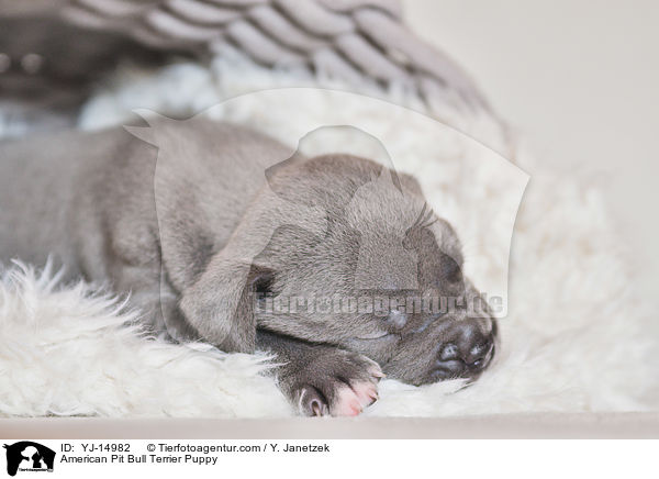 American Pit Bull Terrier Welpe / American Pit Bull Terrier Puppy / YJ-14982