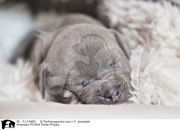 American Pit Bull Terrier Welpe / American Pit Bull Terrier Puppy / YJ-14983