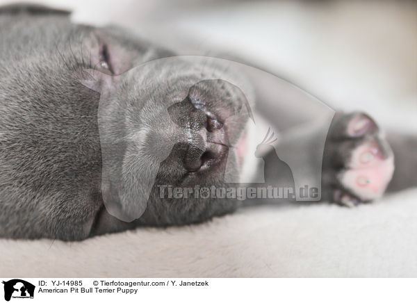 American Pit Bull Terrier Welpe / American Pit Bull Terrier Puppy / YJ-14985