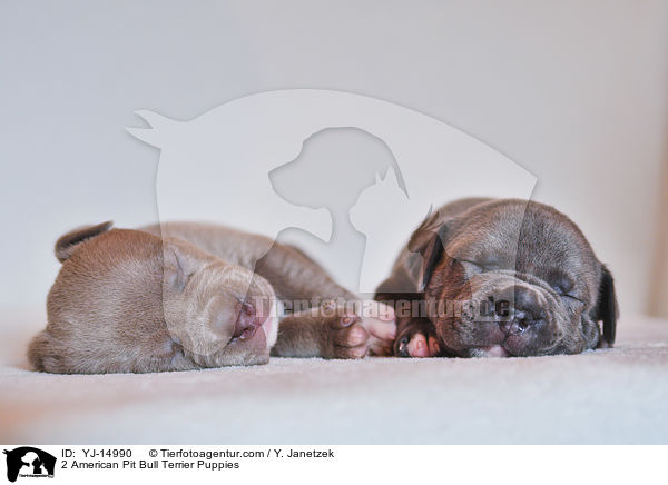2 American Pit Bull Terrier Welpen / 2 American Pit Bull Terrier Puppies / YJ-14990