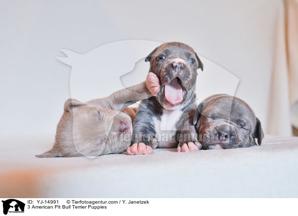 3 American Pit Bull Terrier Puppies / YJ-14991