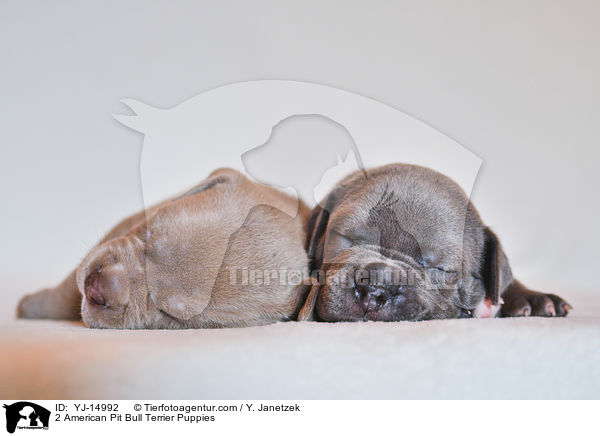 2 American Pit Bull Terrier Welpen / 2 American Pit Bull Terrier Puppies / YJ-14992