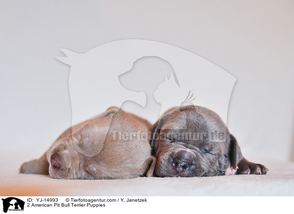 2 American Pit Bull Terrier Puppies / YJ-14993