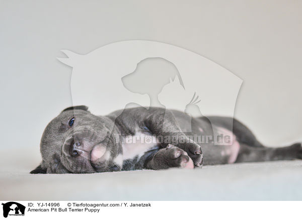 American Pit Bull Terrier Welpe / American Pit Bull Terrier Puppy / YJ-14996