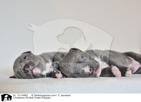 2 American Pit Bull Terrier Puppies / YJ-14997