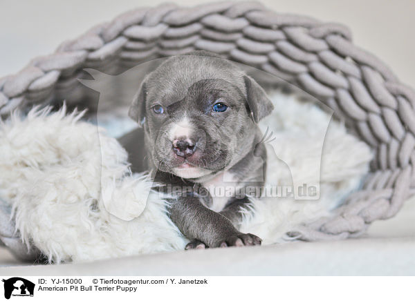 American Pit Bull Terrier Welpe / American Pit Bull Terrier Puppy / YJ-15000