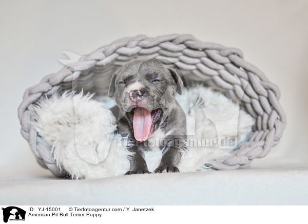 American Pit Bull Terrier Welpe / American Pit Bull Terrier Puppy / YJ-15001
