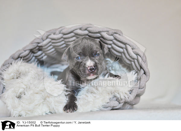 American Pit Bull Terrier Welpe / American Pit Bull Terrier Puppy / YJ-15002
