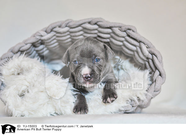 American Pit Bull Terrier Welpe / American Pit Bull Terrier Puppy / YJ-15003
