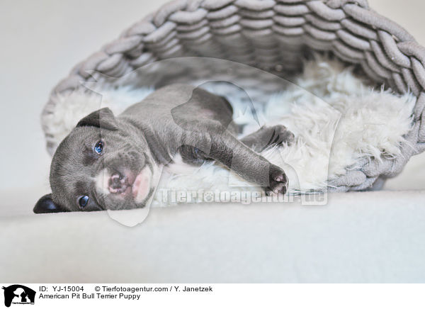 American Pit Bull Terrier Puppy / YJ-15004
