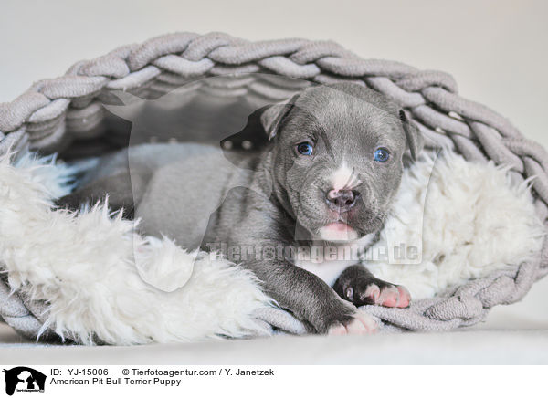 American Pit Bull Terrier Welpe / American Pit Bull Terrier Puppy / YJ-15006