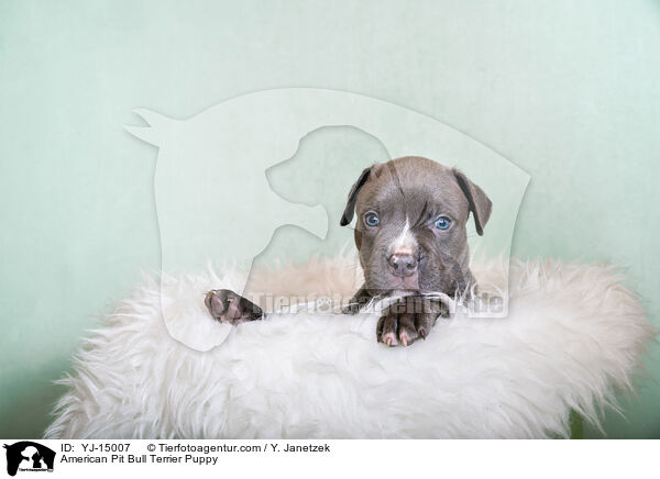 American Pit Bull Terrier Welpe / American Pit Bull Terrier Puppy / YJ-15007