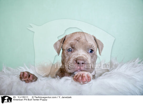 American Pit Bull Terrier Welpe / American Pit Bull Terrier Puppy / YJ-15011