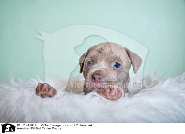 American Pit Bull Terrier Puppy / YJ-15012