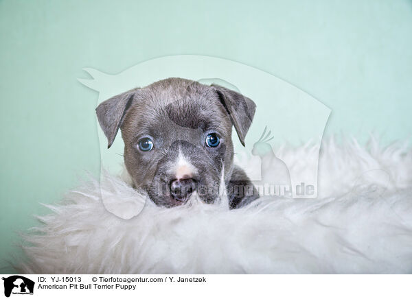 American Pit Bull Terrier Welpe / American Pit Bull Terrier Puppy / YJ-15013